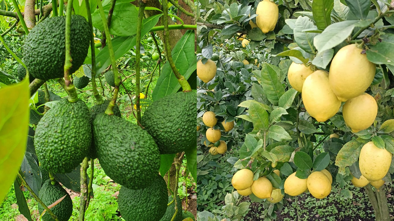 Kebun Arjuna_0002_Foto produk Arjuna Fresh 2