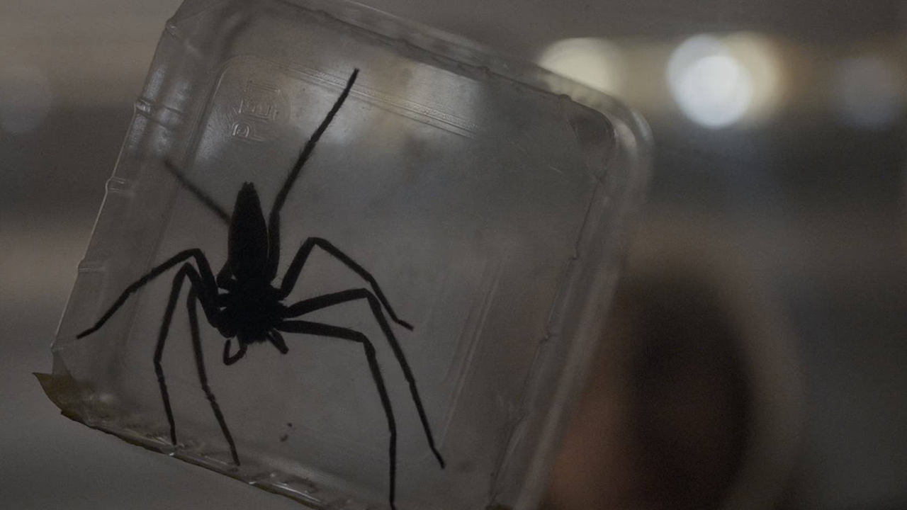 FSP25_Web_Banner_0000_Vermines 3